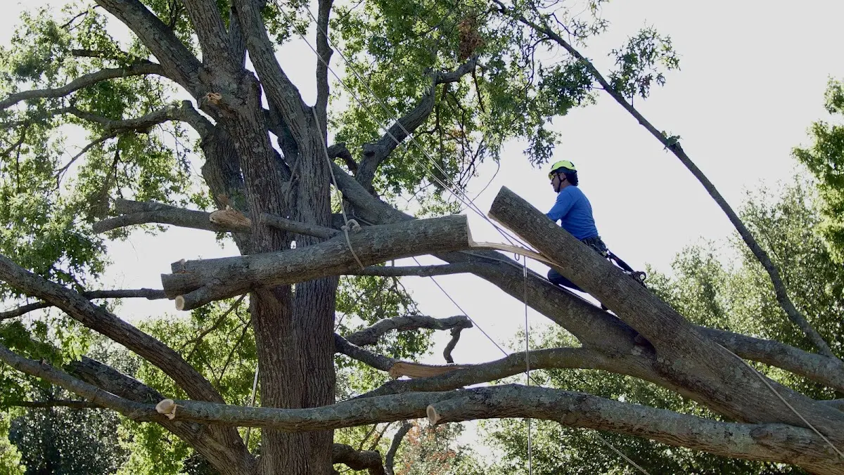 Professional Crown Thinning performed by certified arborists in Ozark