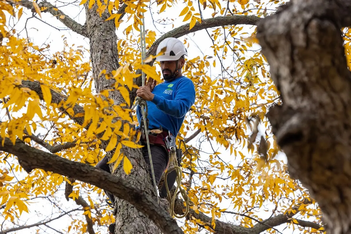 Skilled Tree Planting crew working in Ozark